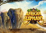 African Elephant demo